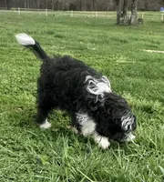 Toy Stetson, a male Aussiedoodle for sale in Paducah, KY – Photo 3 of 10