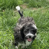 Toy Stetson, a male Aussiedoodle for sale in Paducah, KY – Photo 9 of 10