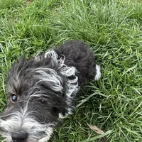 Toy Stetson, a male Aussiedoodle for sale in Paducah, KY – Photo 7 of 10