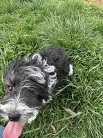 Toy Stetson, a male Aussiedoodle for sale in Paducah, KY – Photo 7 of 10