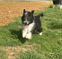 Toy Stetson, a male Aussiedoodle for sale in Paducah, KY – Photo 5 of 10