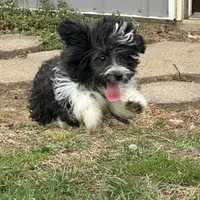 Toy Stetson, a male Aussiedoodle for sale in Paducah, KY – Photo 8 of 10