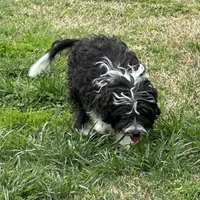 Toy Stetson, a male Aussiedoodle for sale in Paducah, KY – Photo 6 of 10