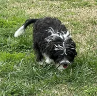 Toy Stetson, a male Aussiedoodle for sale in Paducah, KY – Photo 6 of 10