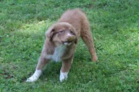 Tessa, a female Australian Shepherd for sale in Kansas, OK – 2 of 6
