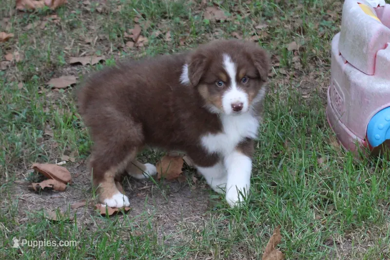 Hoover – Australian Shepherd puppy for sale in Kansas, OK