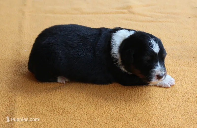 Mesa – Australian Shepherd puppy on hold in Kansas, OK