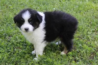 Wayne, a male Australian Shepherd for sale in Kansas, OK – Photo 2 of 2