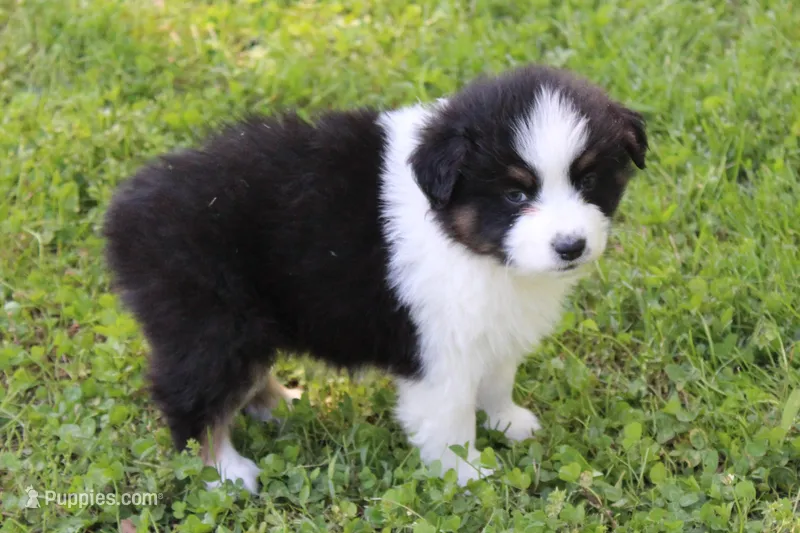 Wayne, a male Australian Shepherd for sale in Kansas, OK – Photo 1 of 2