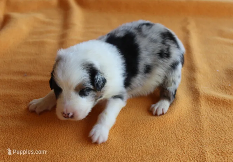 Gilbert – Australian Shepherd puppy for sale in Kansas, OK