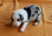 Gilbert, a male Australian Shepherd for sale in Kansas, OK – 1 of 2
