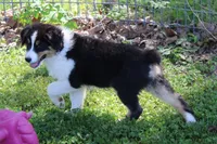 Simon, a male Australian Shepherd for sale in Kansas, OK – 2 of 8