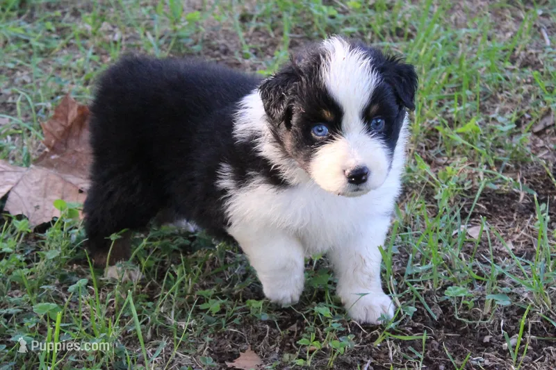 Cameron – Australian Shepherd puppy for sale in Kansas, OK
