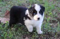 Cameron, a male Australian Shepherd for sale in Kansas, OK – 3 of 6