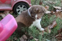 Jay, a male Australian Shepherd for sale in Kansas, OK – 4 of 6