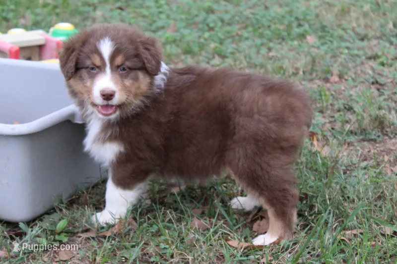 Madison – Australian Shepherd puppy for sale in Kansas, OK
