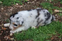 Sadie, a female Australian Shepherd for sale in Kansas, OK – Photo 2 of 2