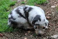 Sadie, a female Australian Shepherd for sale in Kansas, OK – Photo 1 of 2