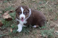 Hoover, a male Australian Shepherd for sale in Kansas, OK – 2 of 2