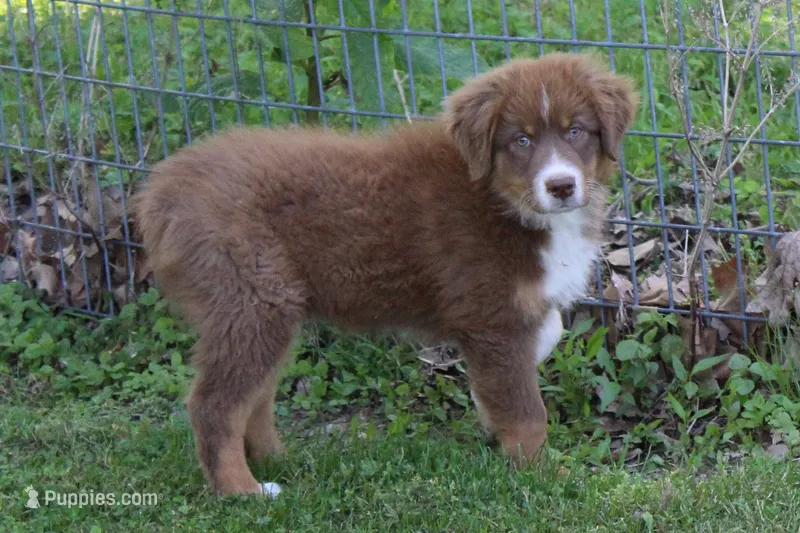 Theo – Australian Shepherd puppy for sale in Kansas, OK