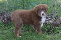 Theo, a male Australian Shepherd for sale in Kansas, OK – 1 of 6