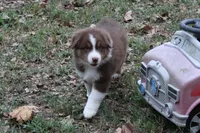 Hoover, a male Australian Shepherd for sale in Kansas, OK – 2 of 4