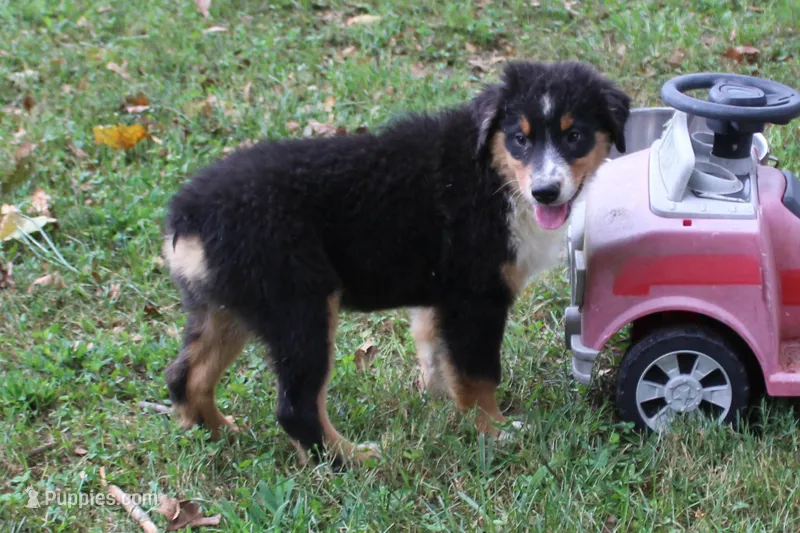 Houston – Australian Shepherd puppy for sale in Kansas, OK