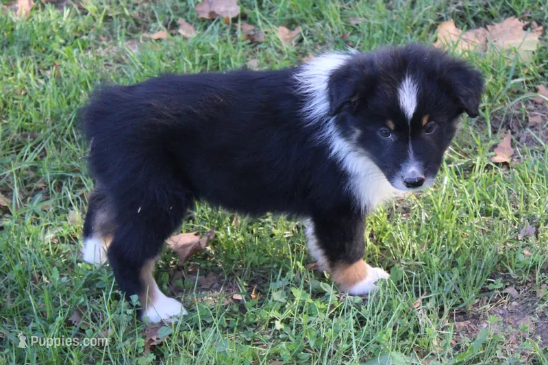 Chandler – Australian Shepherd puppy for sale in Kansas, OK