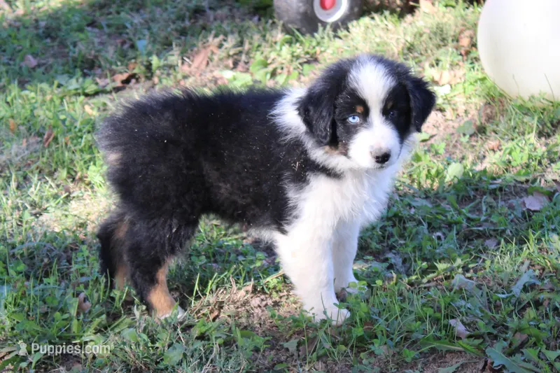 Cameron – Australian Shepherd puppy for sale in Kansas, OK