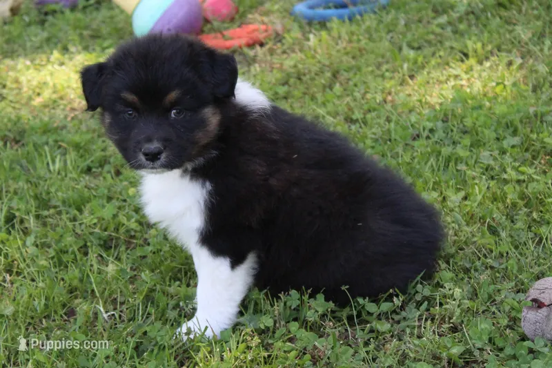 Weston – Australian Shepherd puppy for sale in Kansas, OK