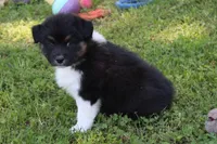 Weston, a male Australian Shepherd for sale in Kansas, OK – 1 of 4