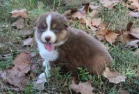 Addison, a female Australian Shepherd for sale in Kansas, OK – 2 of 2