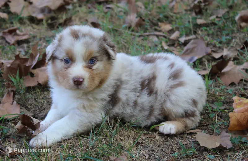 Chelsea – Australian Shepherd puppy for sale in Kansas, OK