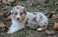 Chelsea, a female Australian Shepherd for sale in Kansas, OK – 1 of 2