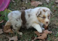 Chelsea, a female Australian Shepherd for sale in Kansas, OK – 2 of 2