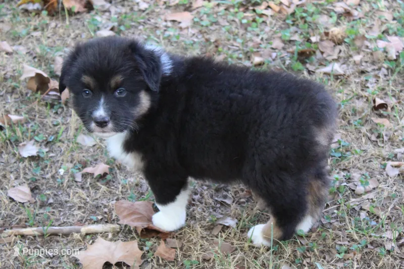 Norman – Australian Shepherd puppy for sale in Kansas, OK