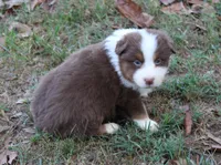 Montgomery, a male Australian Shepherd for sale in Kansas, OK – 2 of 2