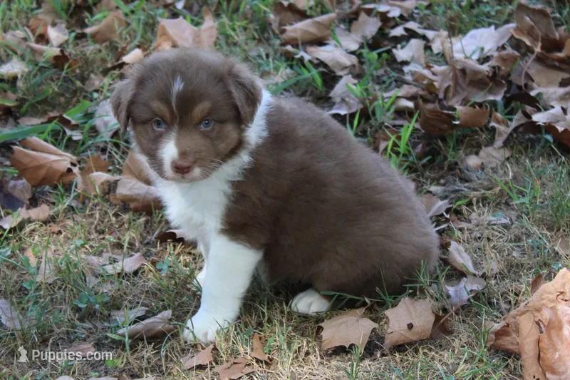 Jay – Australian Shepherd puppy for sale in Kansas, OK
