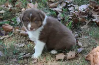 Jay, a male Australian Shepherd for sale in Kansas, OK – 3 of 6