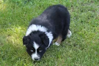 Wren, a female Australian Shepherd for sale in Kansas, OK – 2 of 4