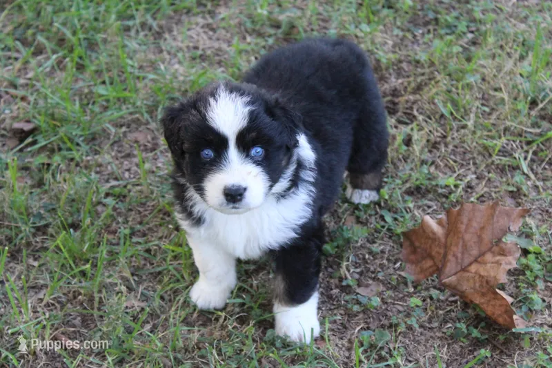 Glendale – Australian Shepherd puppy for sale in Kansas, OK