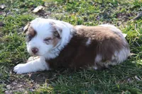 Ruth, a female Australian Shepherd for sale in Kansas, OK – Photo 2 of 2