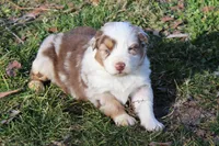 Ruth, a female Australian Shepherd for sale in Kansas, OK – Photo 1 of 2