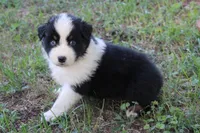 Cameron, a male Australian Shepherd for sale in Kansas, OK – 4 of 6
