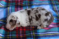 Valerie, a female Australian Shepherd for sale in Kansas, OK – Photo 2 of 2