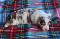 Valerie, a female Australian Shepherd for sale in Kansas, OK – Photo 1 of 2
