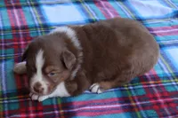 Uriah, a male Australian Shepherd for sale in Kansas, OK – Photo 2 of 2