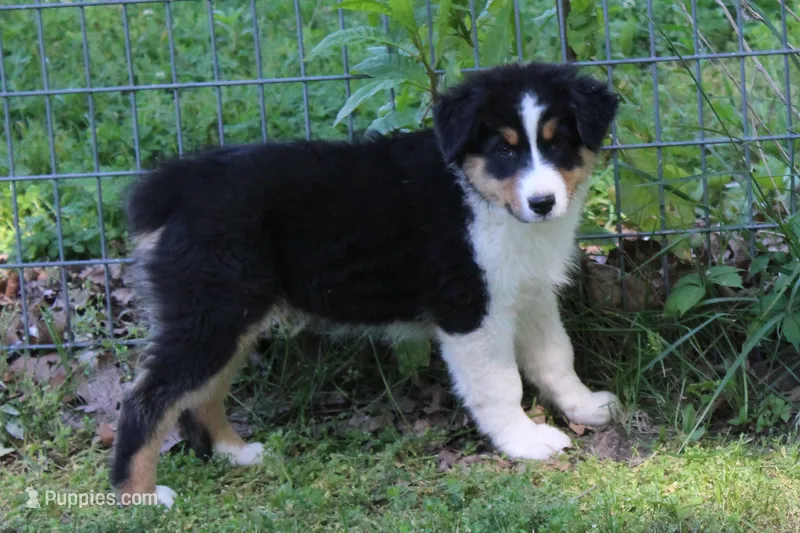 Simon – Australian Shepherd puppy on hold in Kansas, OK