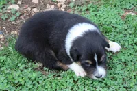 Savannah, a female Australian Shepherd for sale in Kansas, OK – Photo 2 of 2