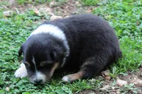 Savannah, a female Australian Shepherd for sale in Kansas, OK – Photo 1 of 2